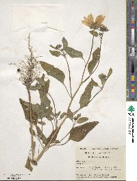 Helianthus annuus image