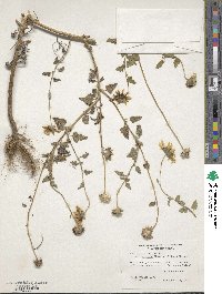 Helianthus praecox subsp. praecox image