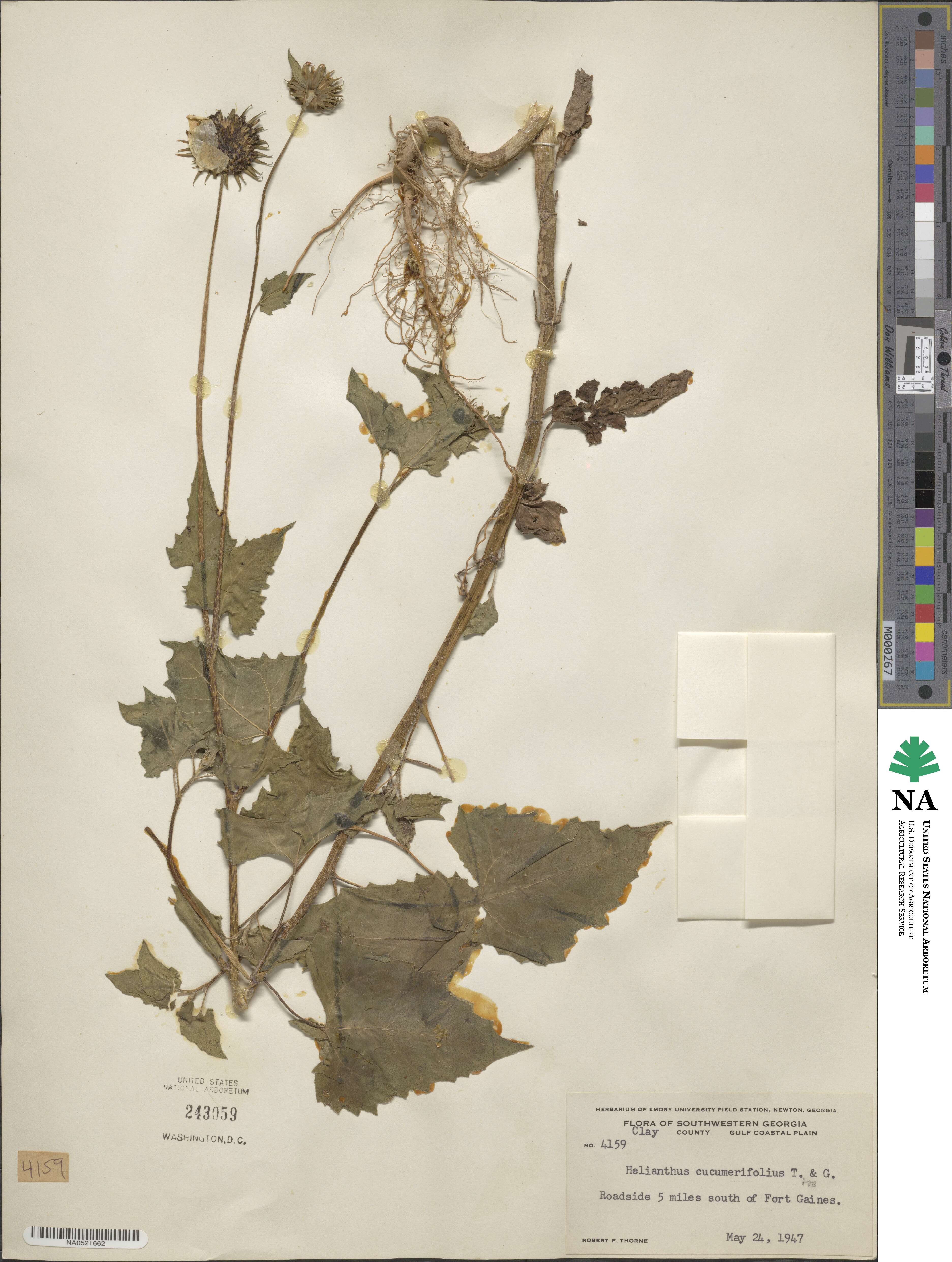 Helianthus debilis image