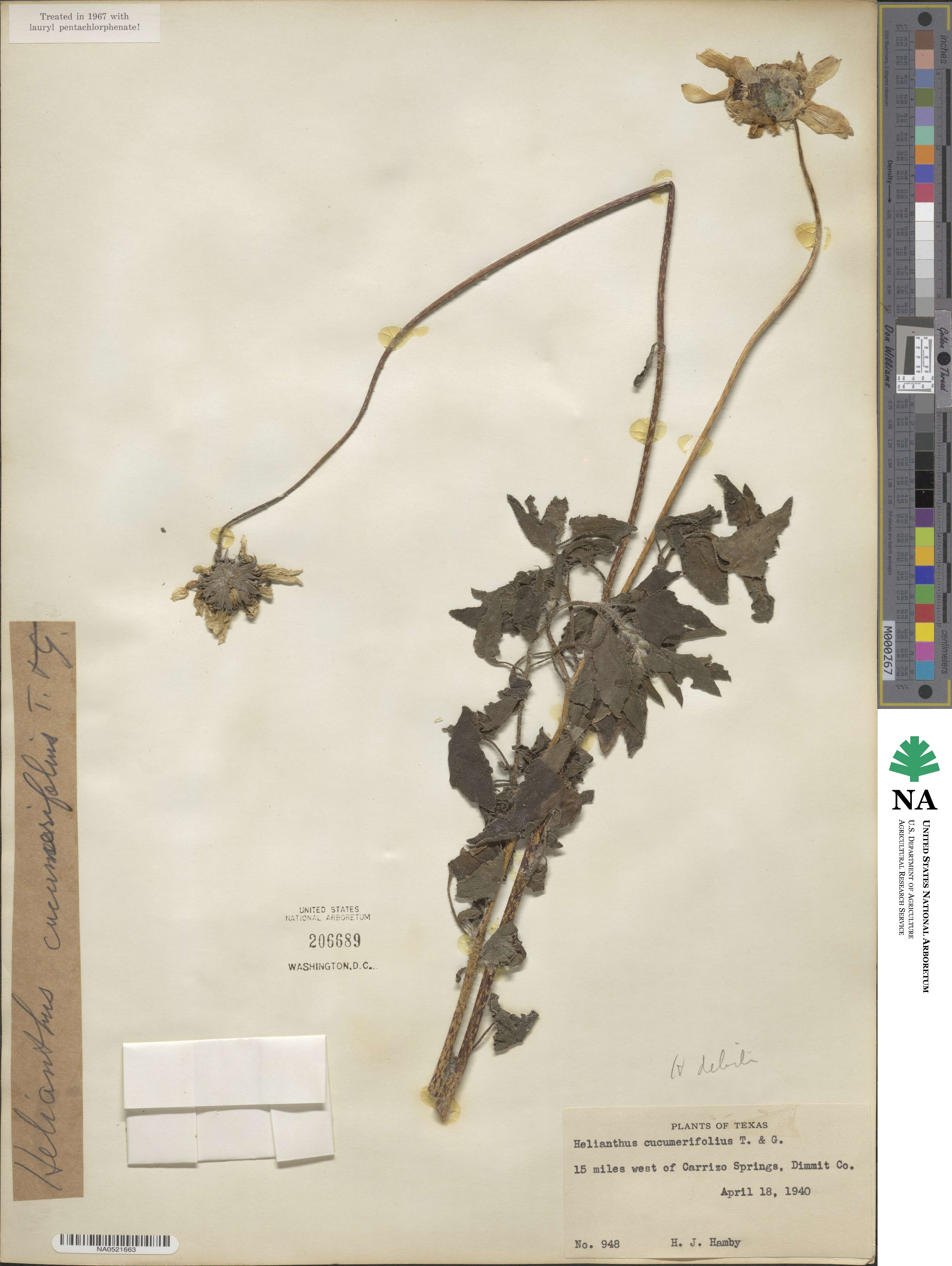 Helianthus debilis subsp. cucumerifolius image