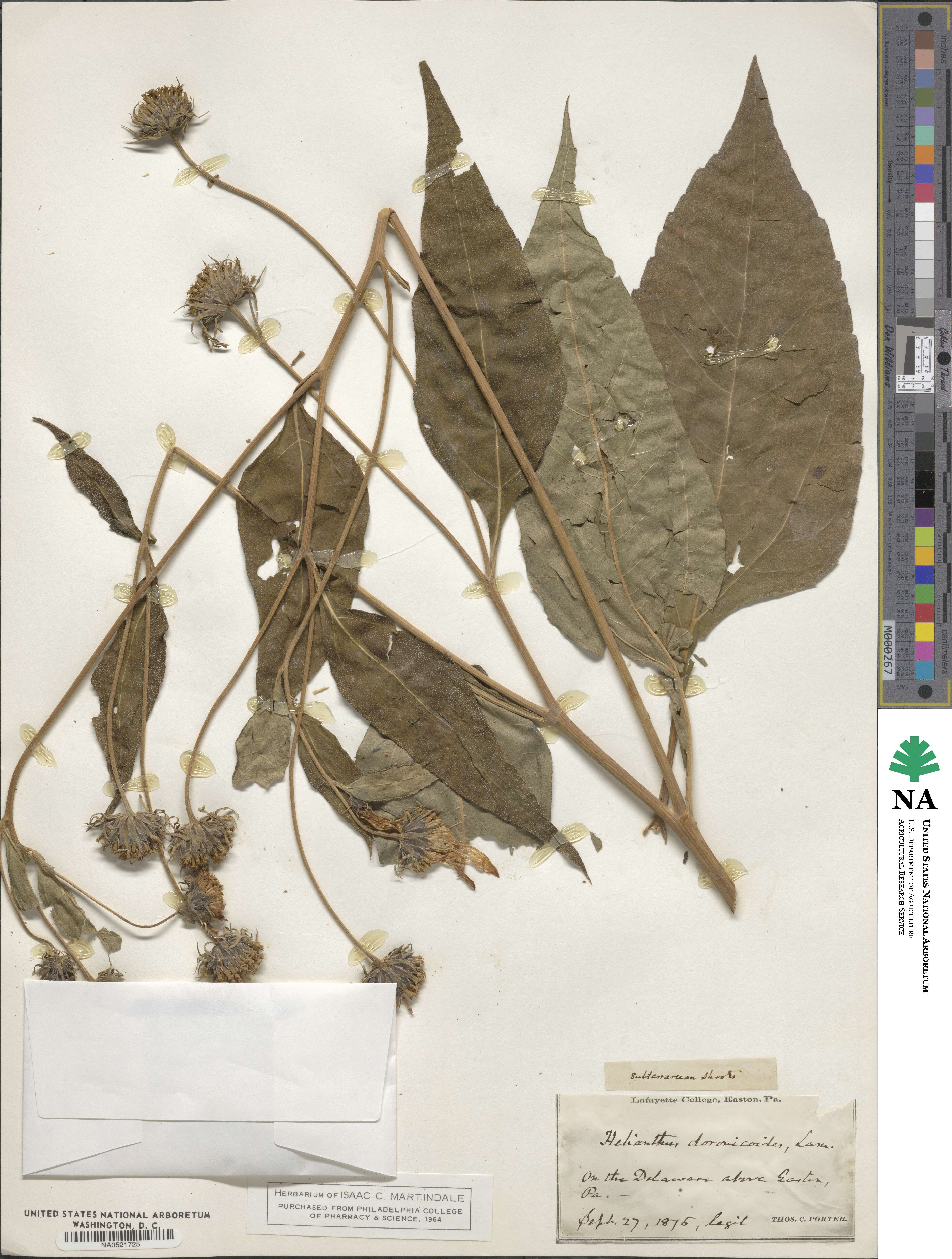 Helianthus doronicoides image