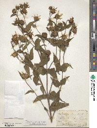 Helianthus divaricatus image