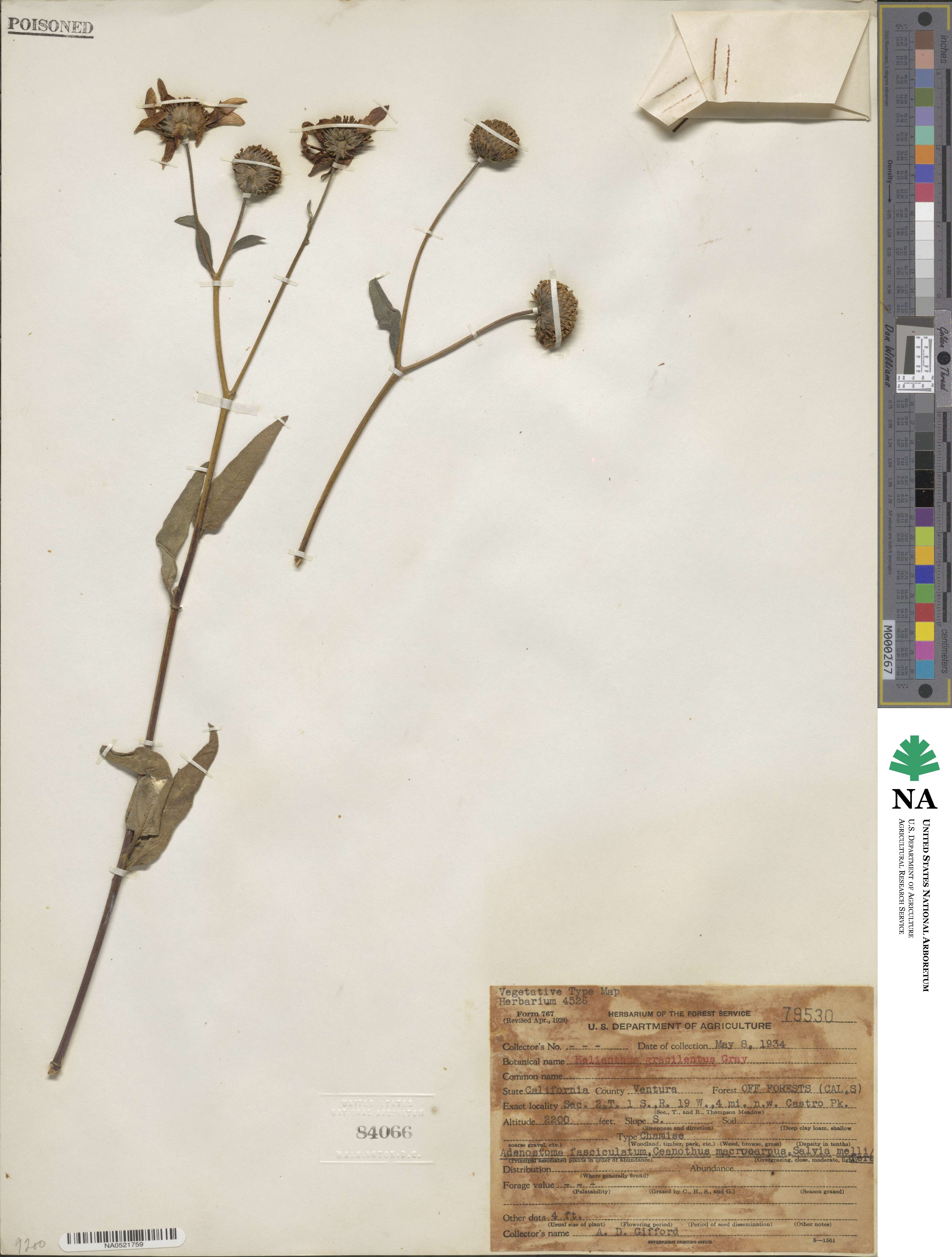 Helianthus gracilentus image