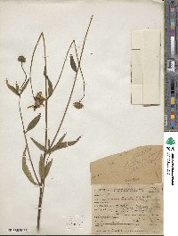 Helianthus gracilentus image