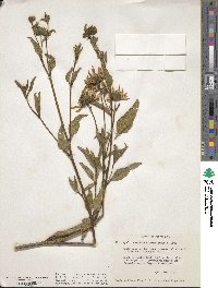 Helianthus gracilentus image