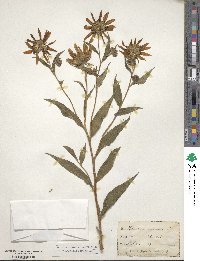 Helianthus giganteus image