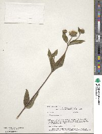 Helianthus hirsutus image