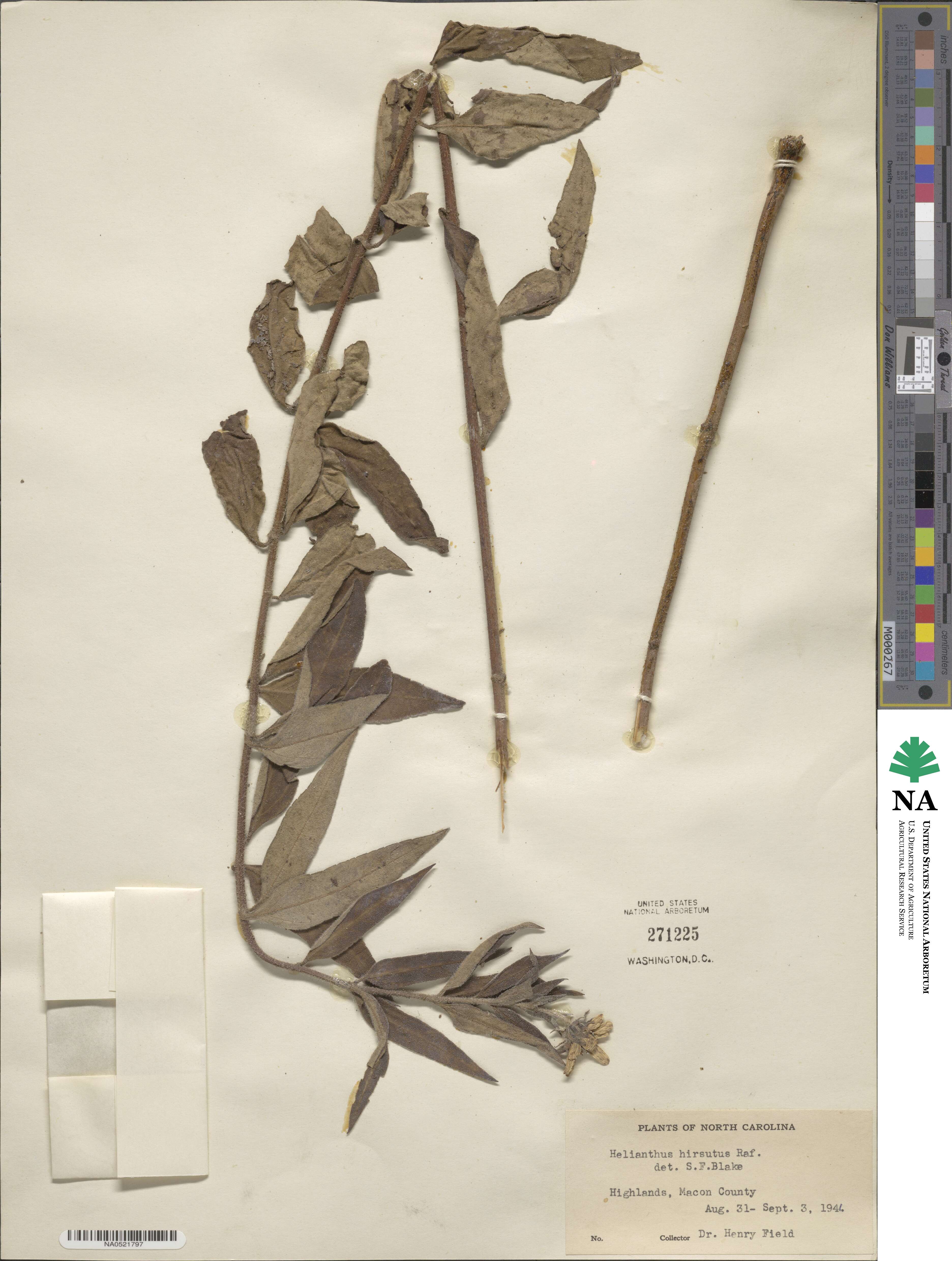 Helianthus hirsutus image