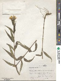 Helianthus hirsutus image