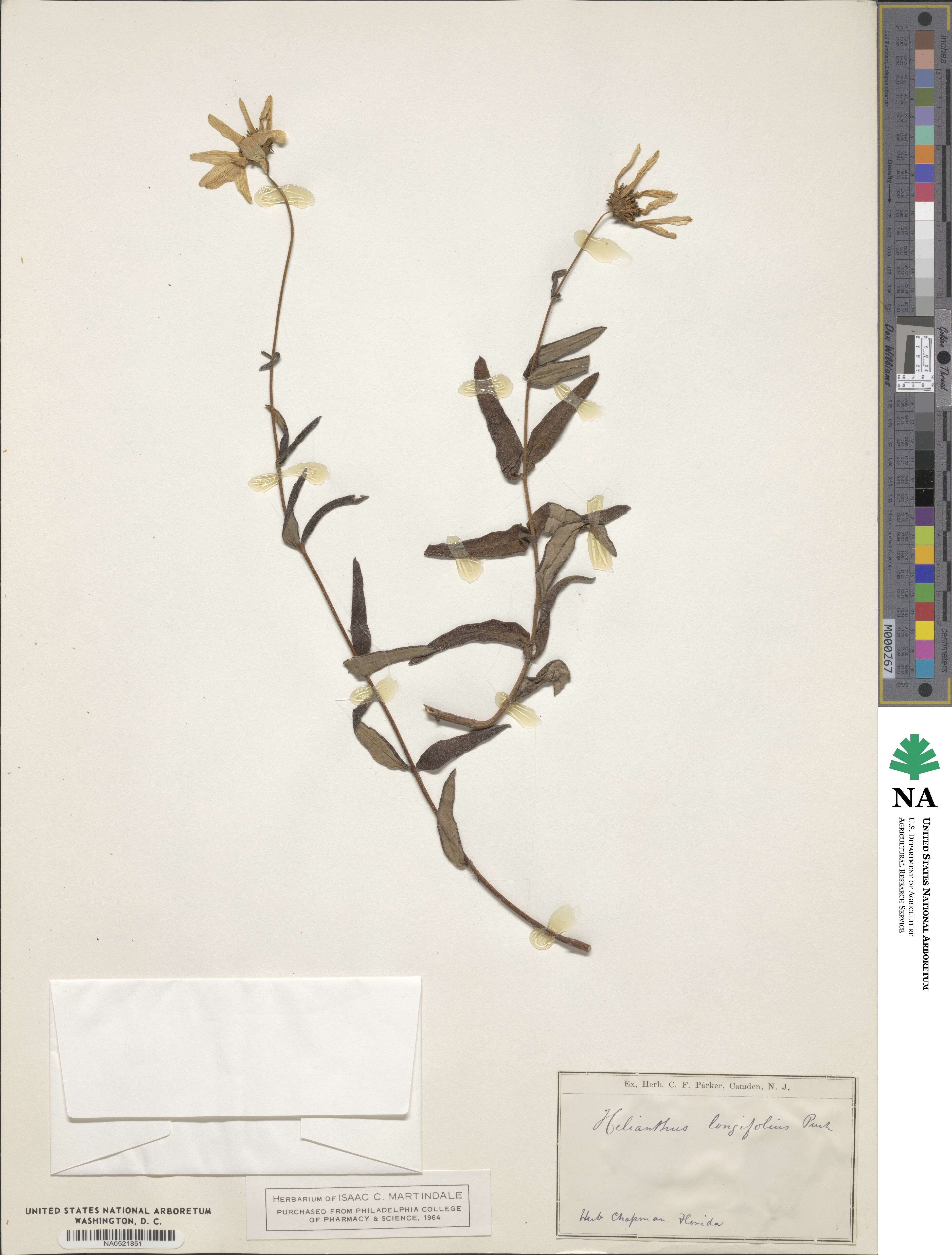 Helianthus longifolius image