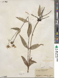 Helianthus laevigatus image