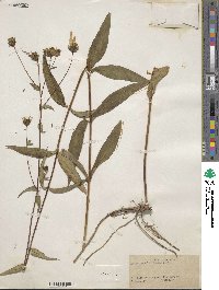 Helianthus laevigatus image