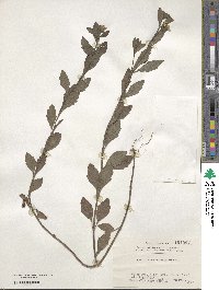 Melanthera prostrata image