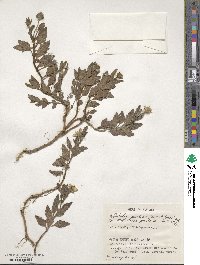 Melanthera prostrata image