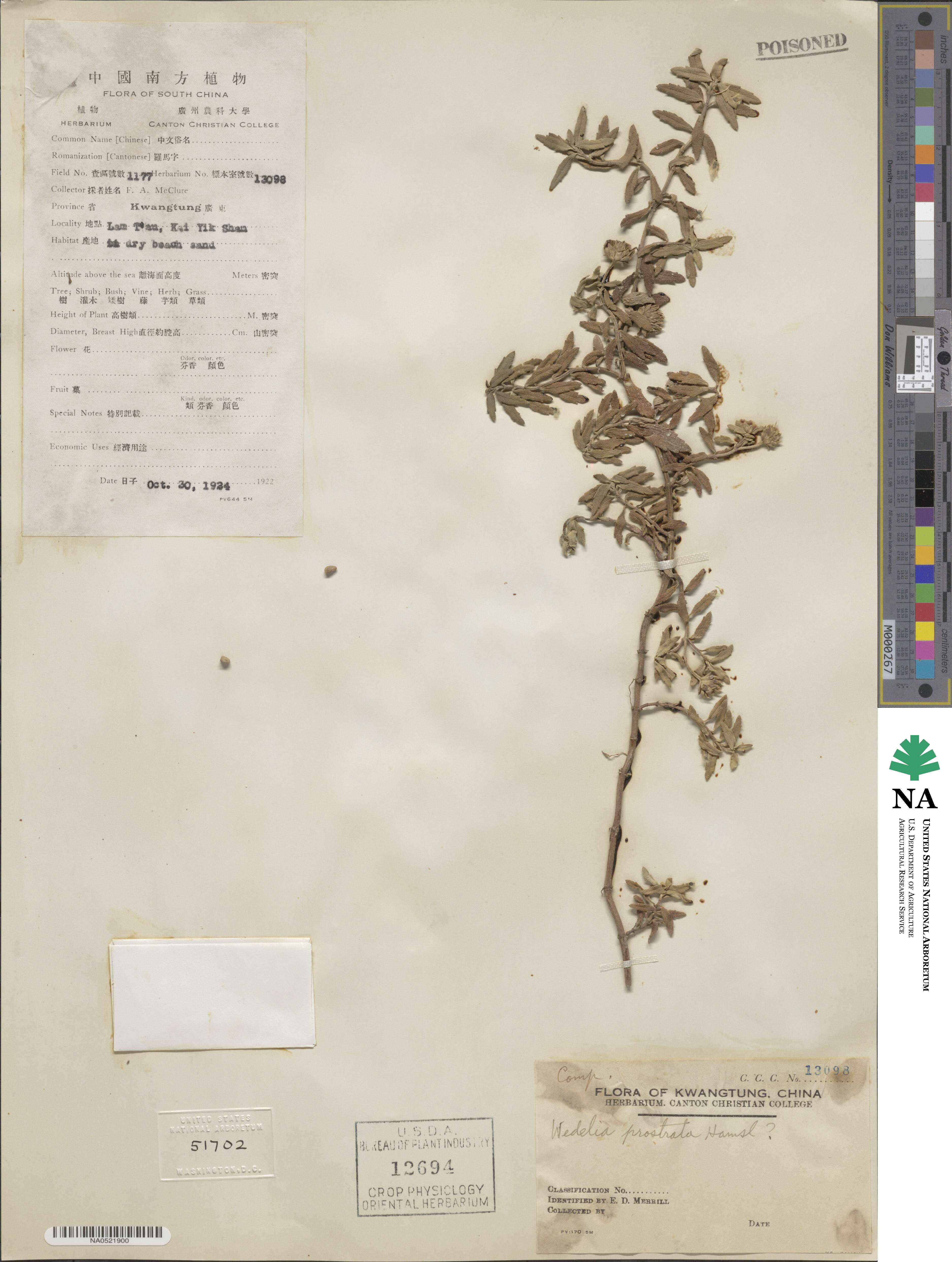 Melanthera prostrata image
