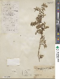 Melanthera prostrata image