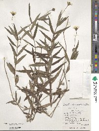 Sphagneticola calendulacea image