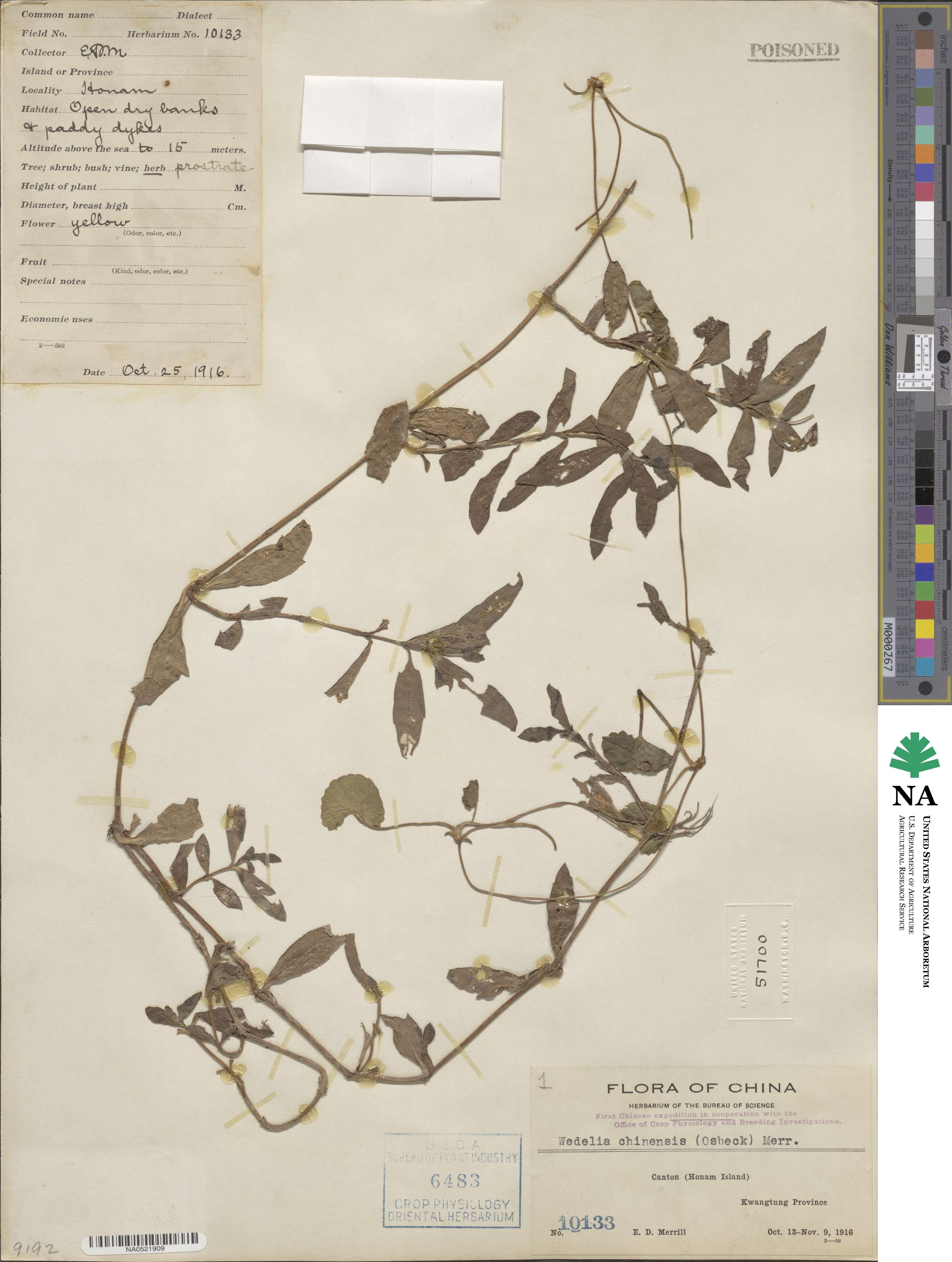 Sphagneticola calendulacea image