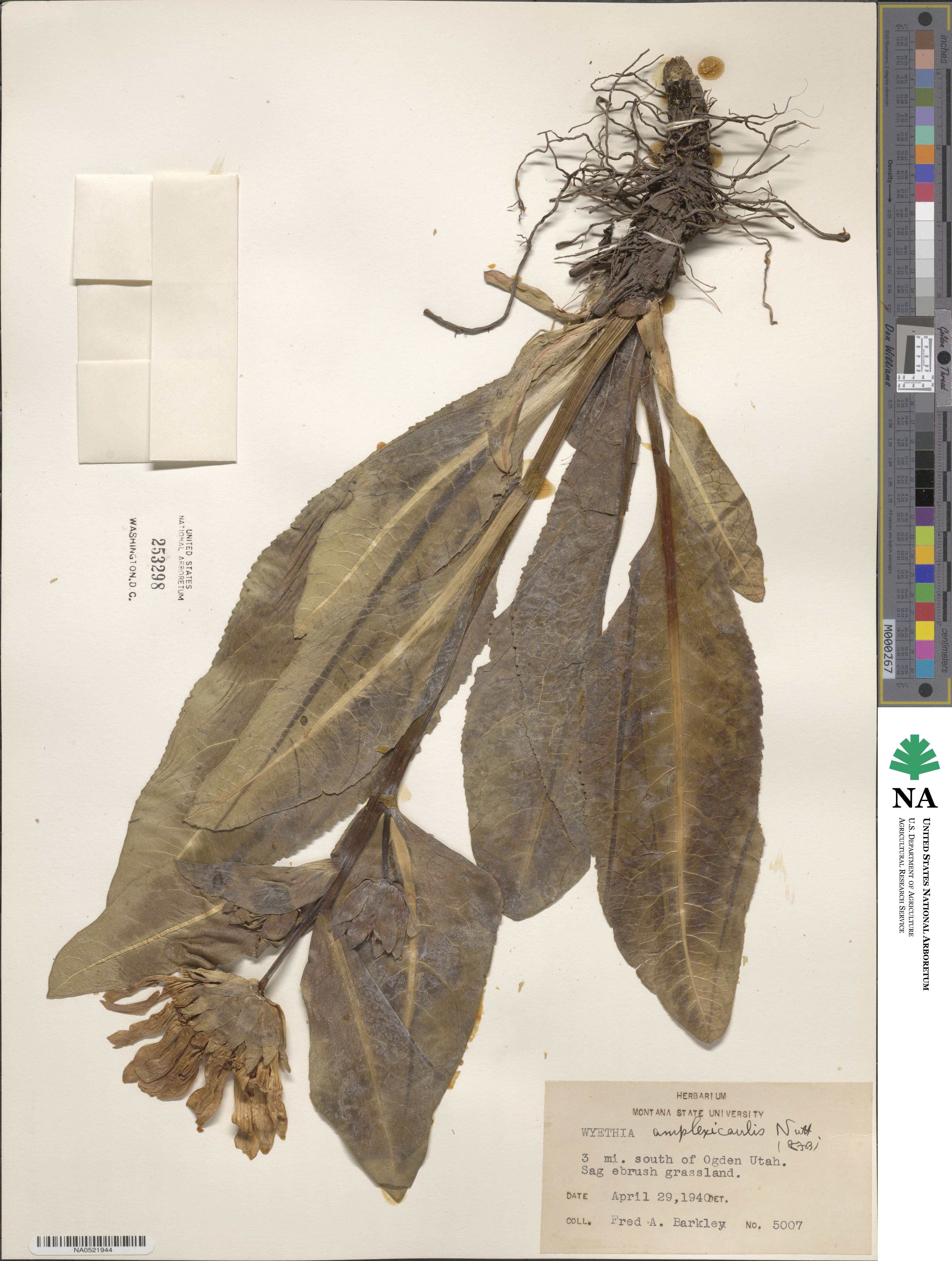 Wyethia amplexicaulis image