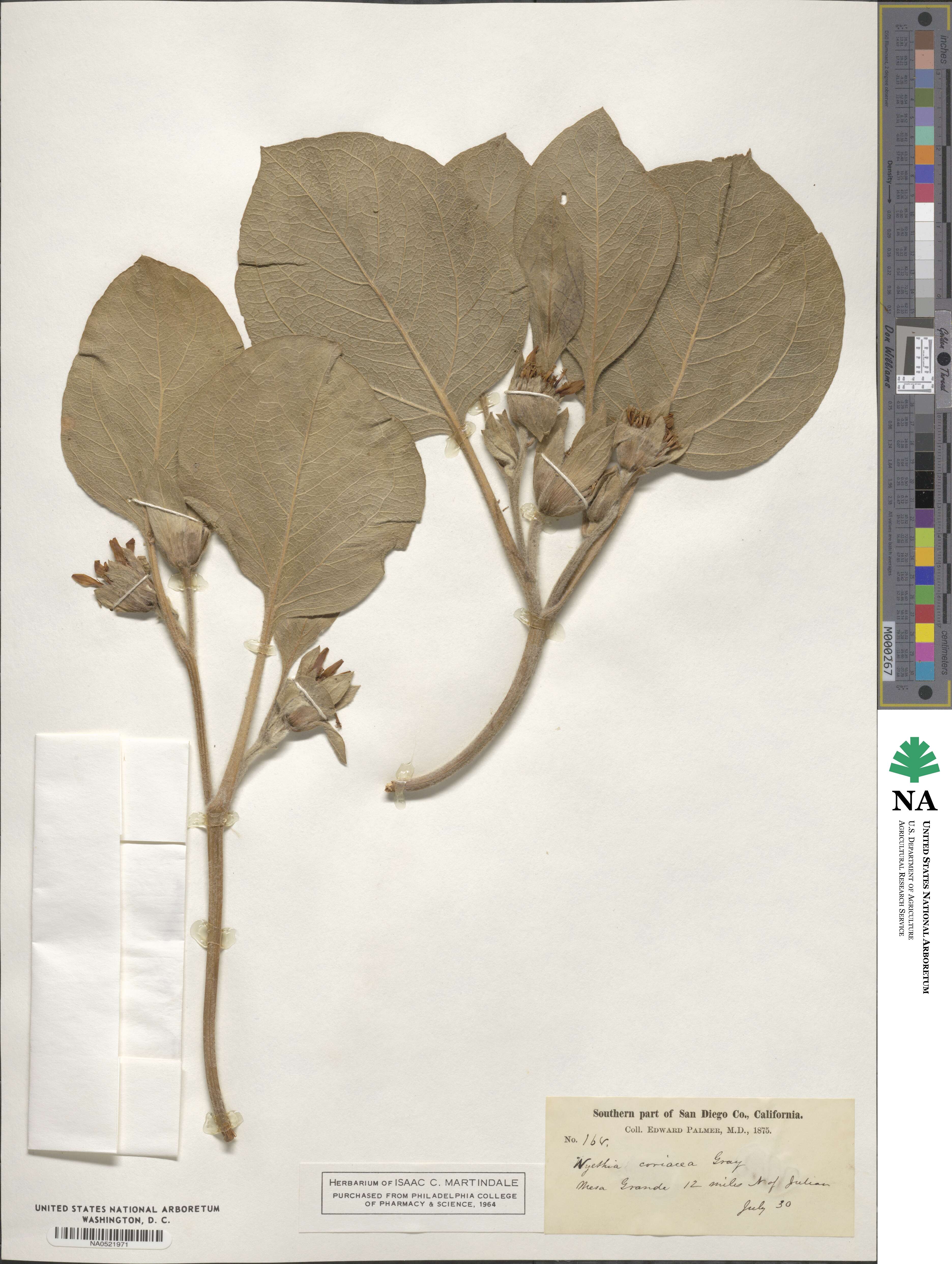 Agnorhiza ovata image