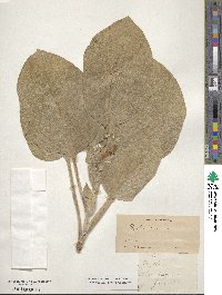 Agnorhiza ovata image