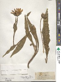 Wyethia angustifolia image