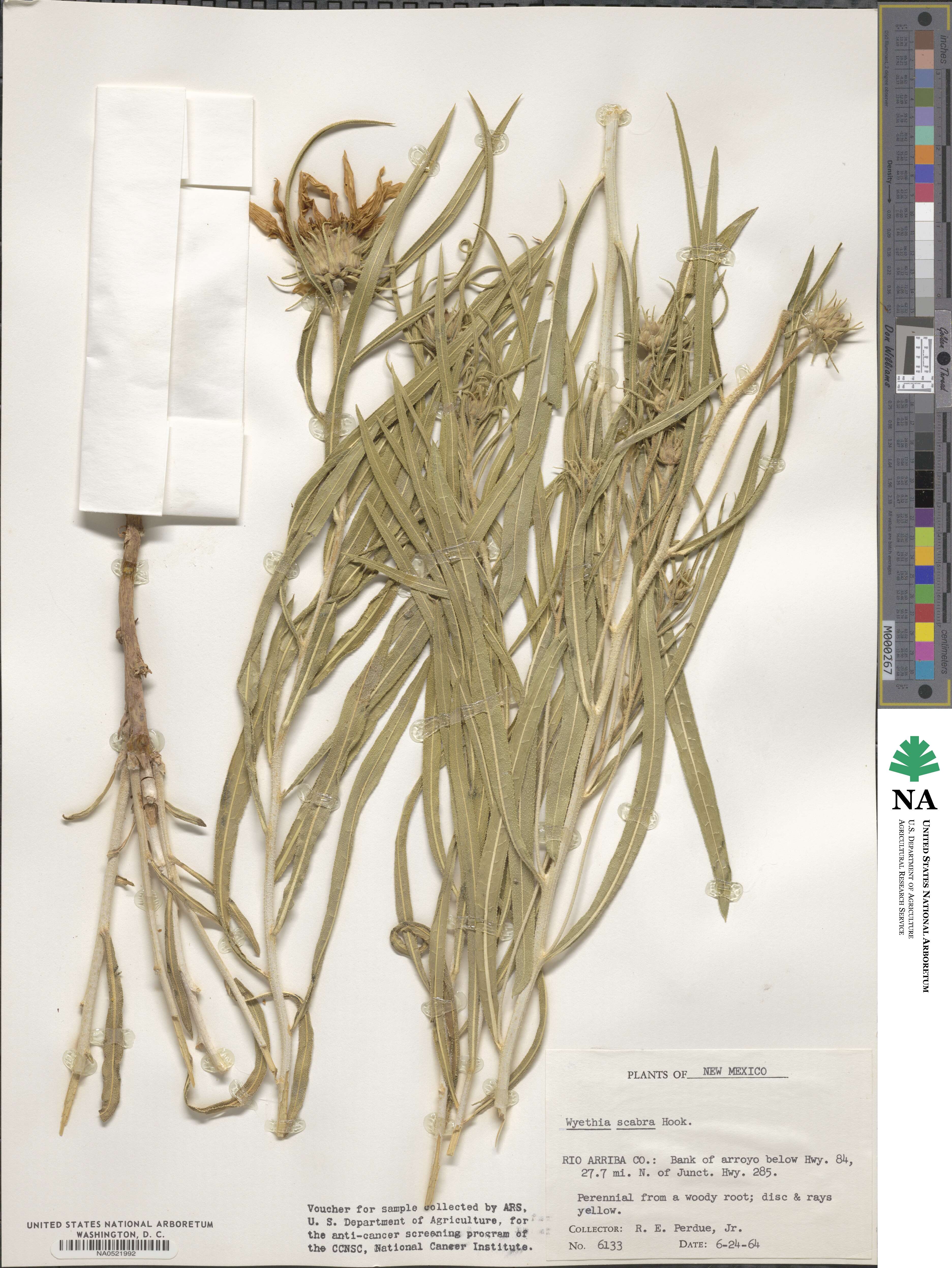 Scabrethia scabra image