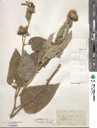 Agnorhiza ovata image