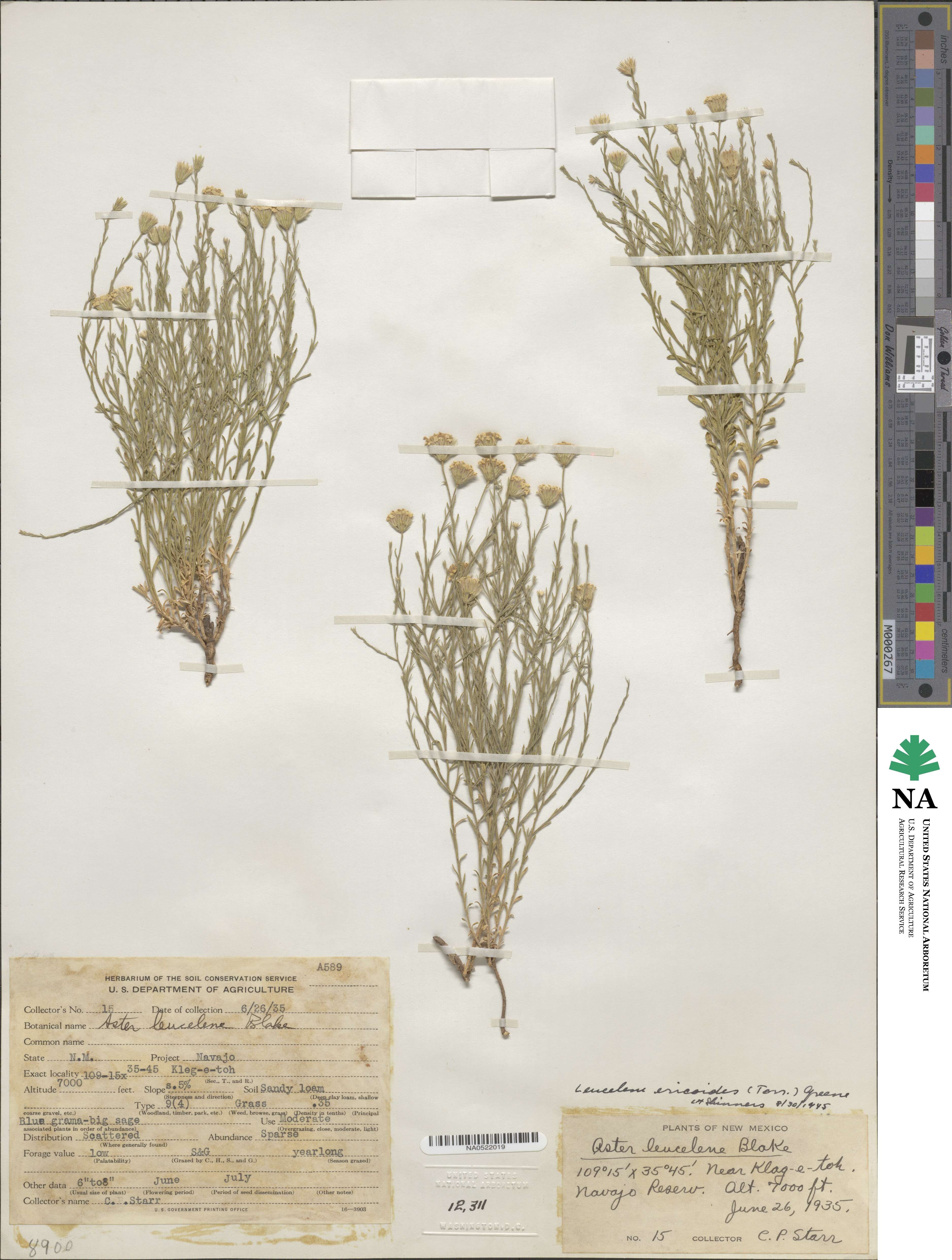 Chaetopappa ericoides image