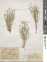 Chaetopappa ericoides image