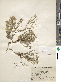 Chaetopappa ericoides image