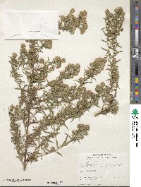 Ionactis linariifolia image