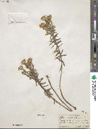 Ionactis linariifolia image