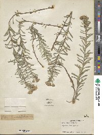 Ionactis linariifolia image