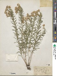 Ionactis linariifolia image