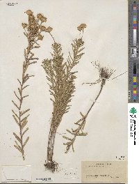 Ionactis linariifolia image