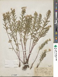 Ionactis linariifolia image