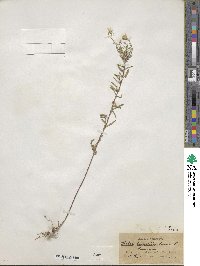 Ionactis linariifolia image