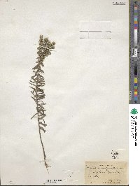 Ionactis linariifolia image