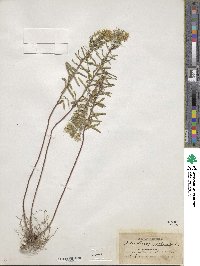 Ionactis linariifolia image