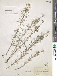 Ionactis linariifolia image