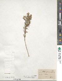 Ionactis linariifolia image