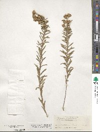 Ionactis linariifolia image