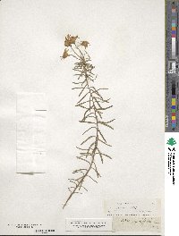 Ionactis linariifolia image