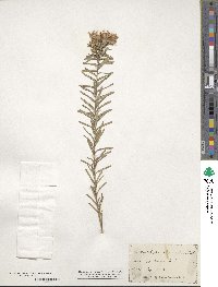 Ionactis linariifolia image