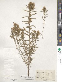 Ionactis linariifolia image