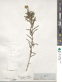 Ionactis linariifolia image