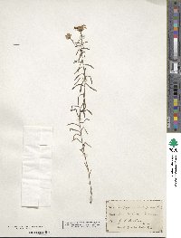 Ionactis linariifolia image