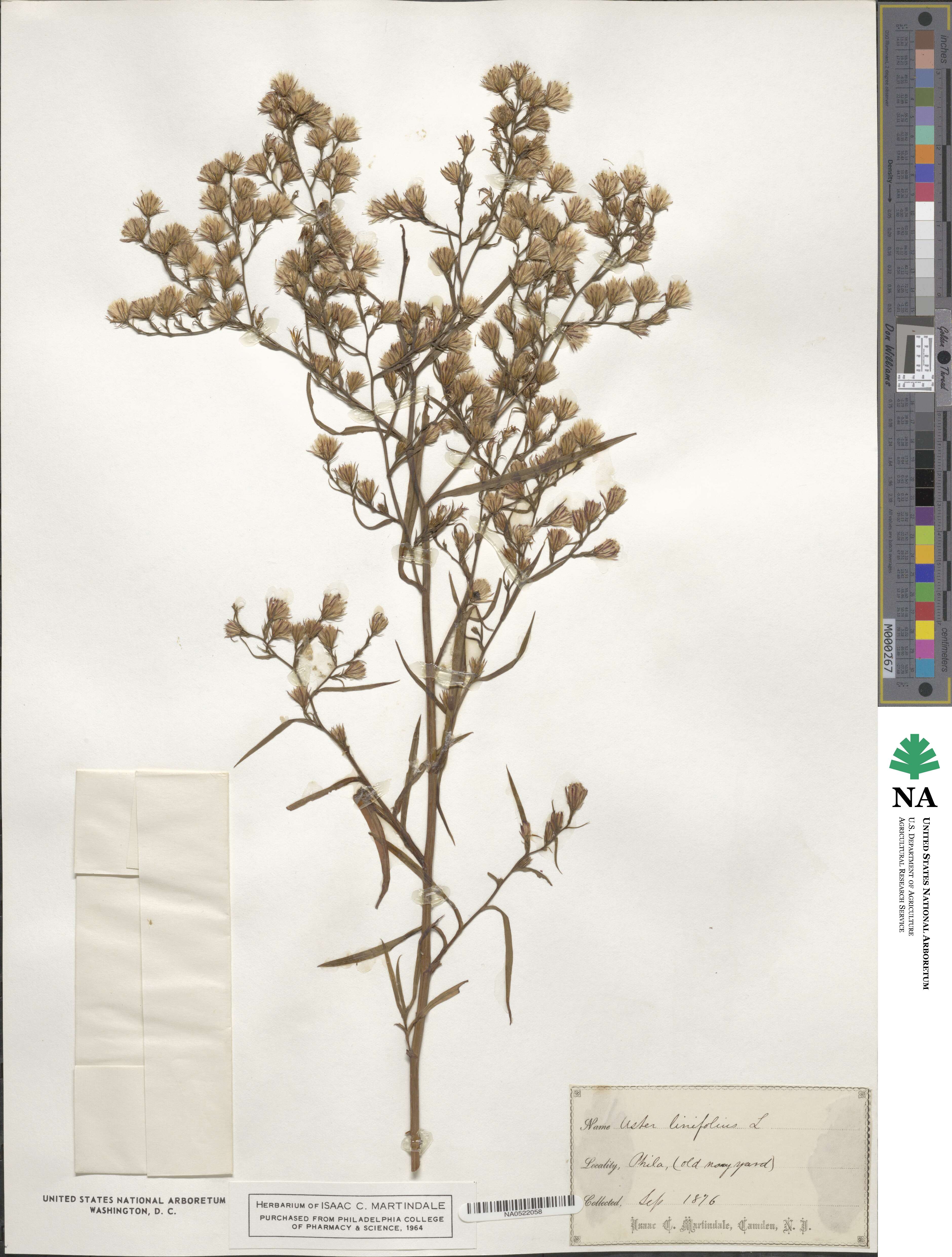 Asclepias angustifolia image