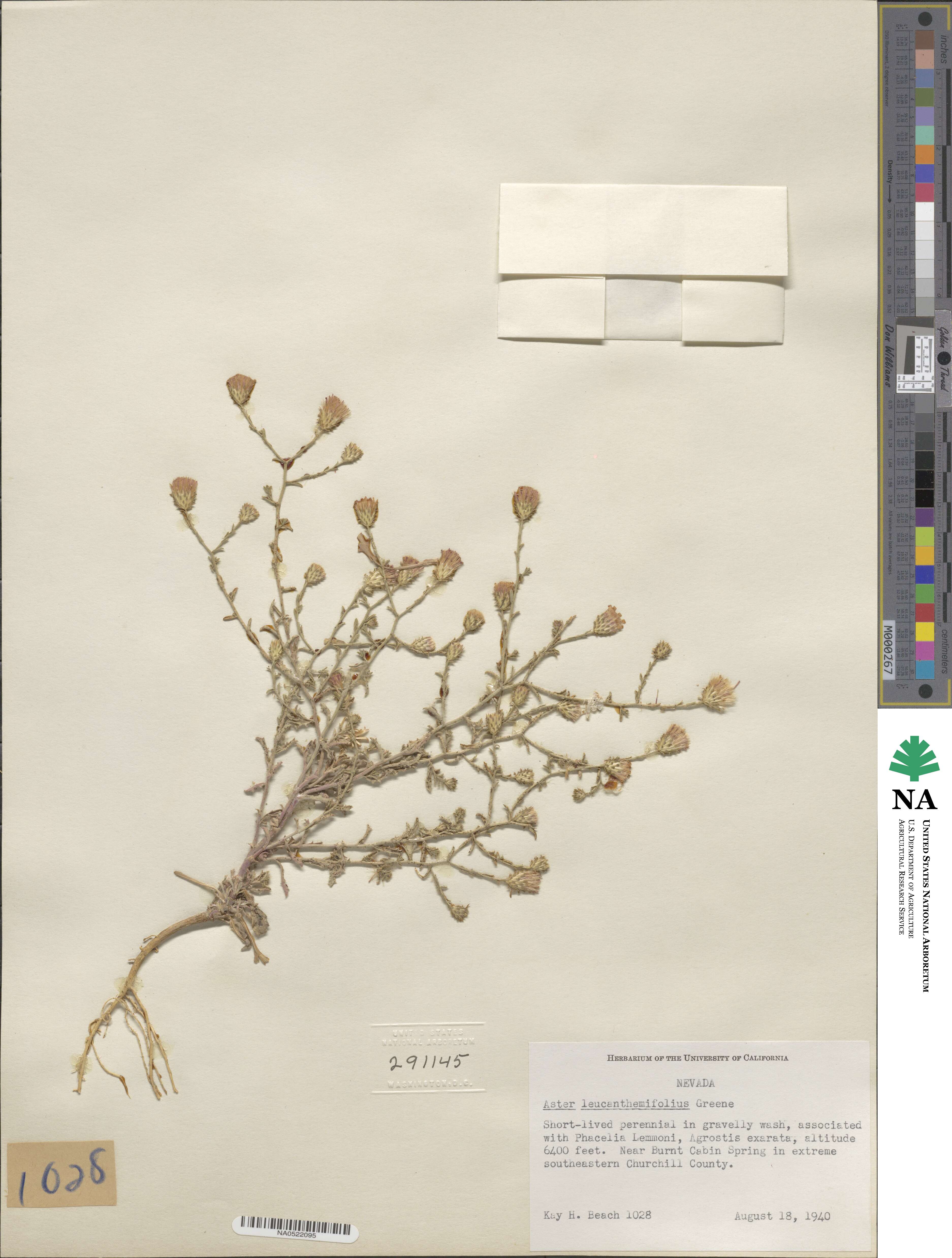 Dieteria image